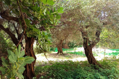 img-20220701-121110-roula-rouva-corfu-real-estate