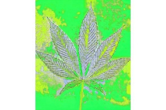Vyrashhennye v NFT rastenija kannabisa