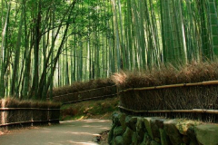 sagano