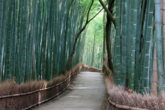 sagano
