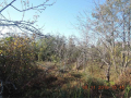 Kobuleti-6