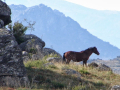 5-MONTE-PRADO_15-milagro