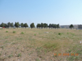 Rustavi-aukcion2