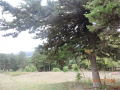 Surami-4