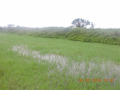 Zugdidi-4
