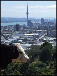 ofshernie trasti kak trast novzeland2