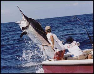 offshornie puteshestvija panama10 pinas bay panama marlin