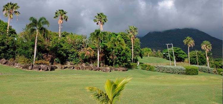palms nevis