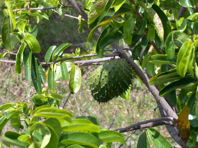 Annona Muricata