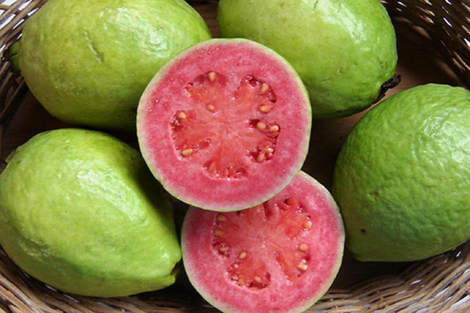 Моринга масличная