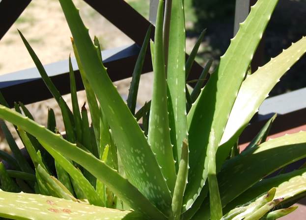 Алоэ (семейство Aloe Vera)