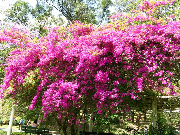 Бугенвиллея (семейство Bougainvillea glabra)