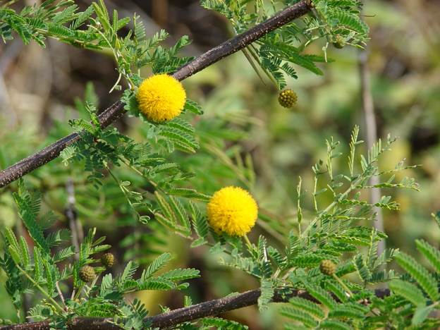 Бумажный куст (семейство Acacia farnesiana)