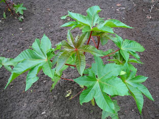 Клещевина обыкновенная (семейство Ricinus communis)