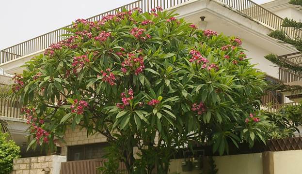 семейство Plumeria rubra