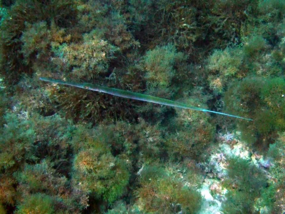 второе гражданство и паспорт Мальты для любителей водных видов спорта