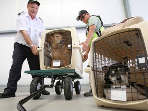 doginplane-01
