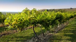 kipr-vino