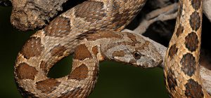 snakes