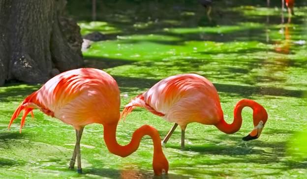 flamingo