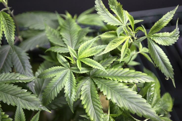 Tilray