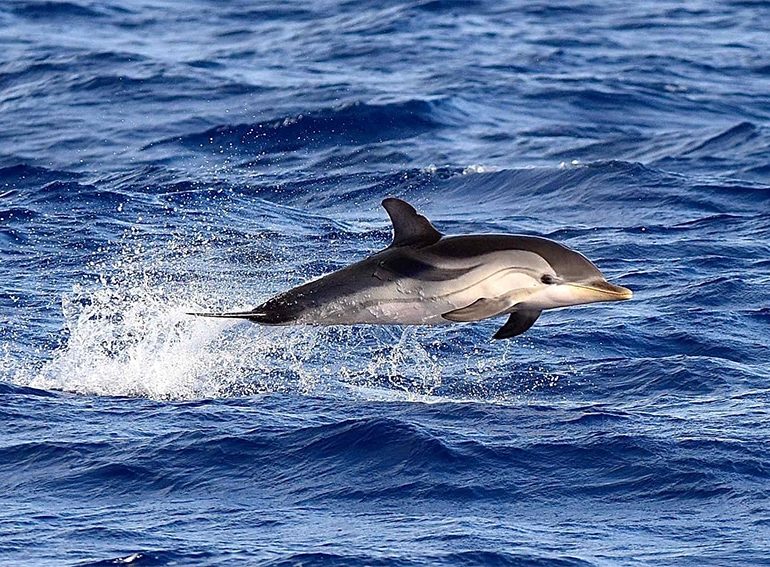 delfin