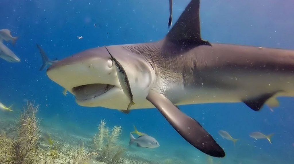 shark