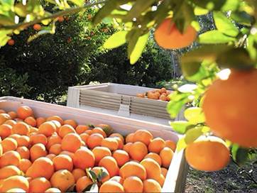 orange