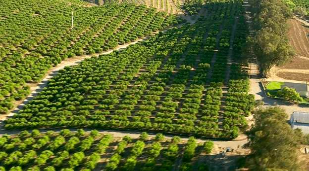 plantations