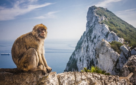 Macaca