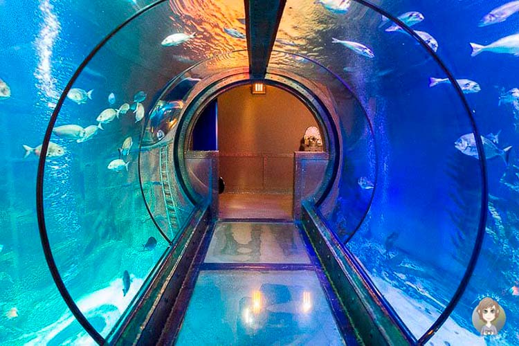 Sea life