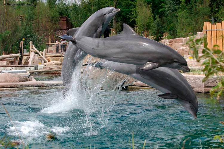 nurenb zoo