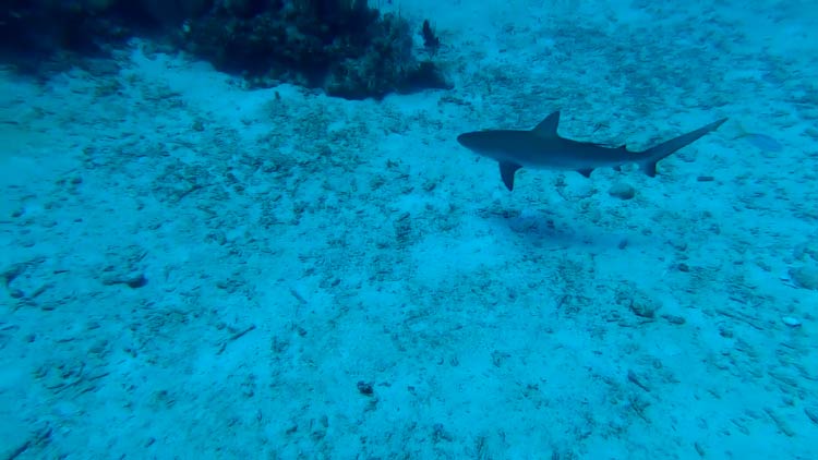 shark