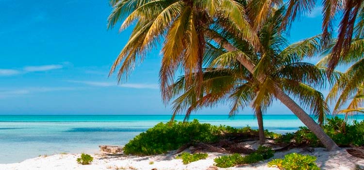 Cayman Fin