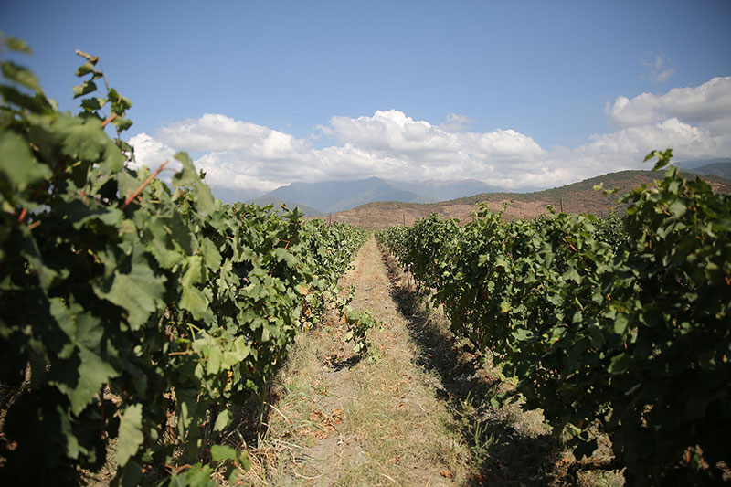 Schuchmann Wines Luxury Villas