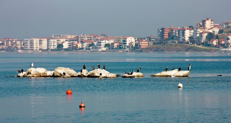 Ялова