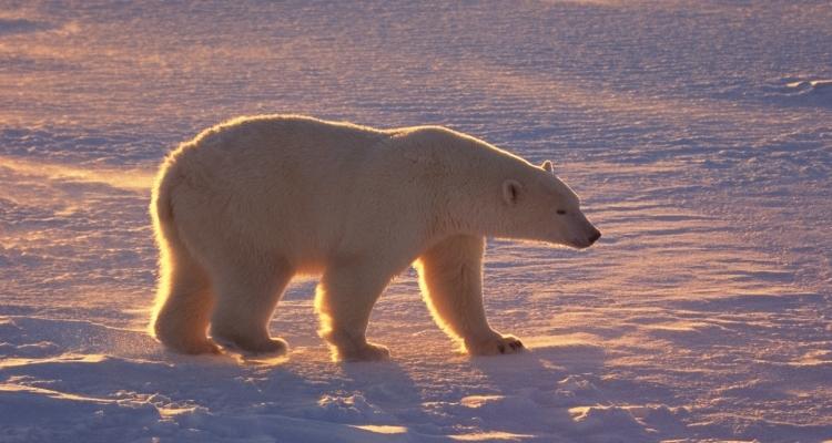 Белый медведь в Канаде